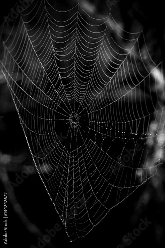 misty spider web black and white photography