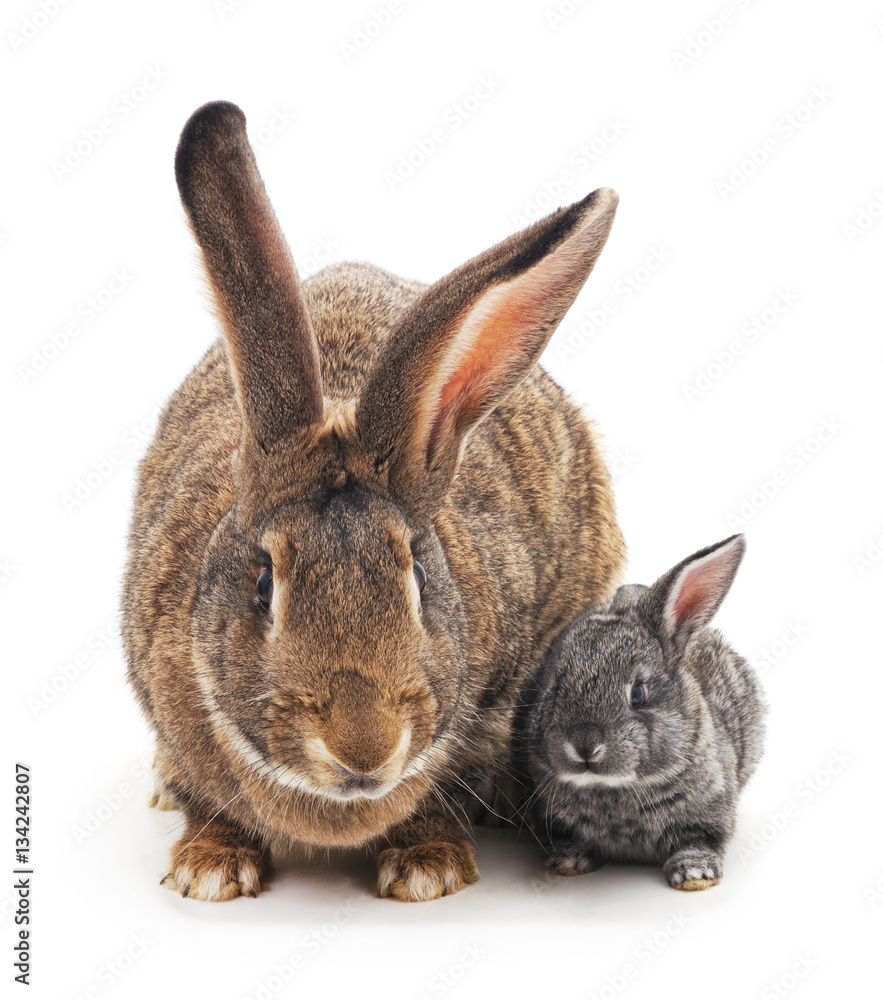 Big and small rabbits. Big and small rabbits.