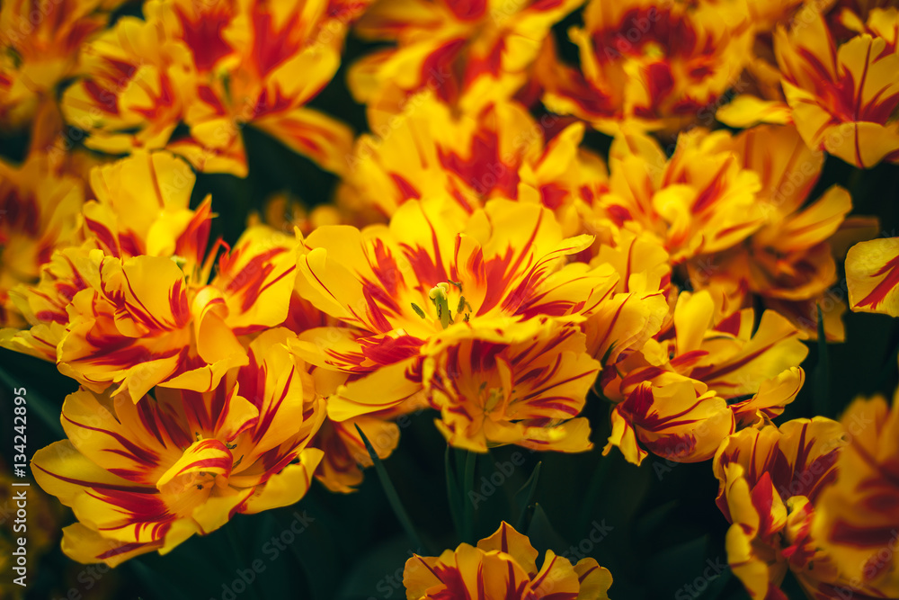 holland tulip flowers park spring holland tulip flowers park spring
