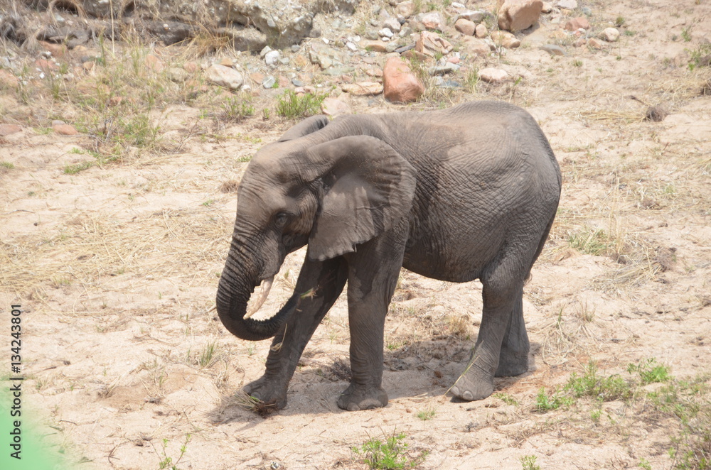 Fototapeta premium Vacation in south africa