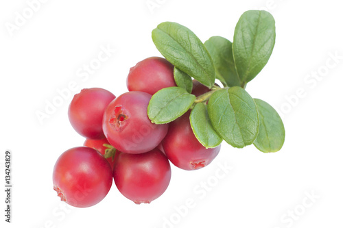 Cowberries - cranberries with leaves on the white background isolated