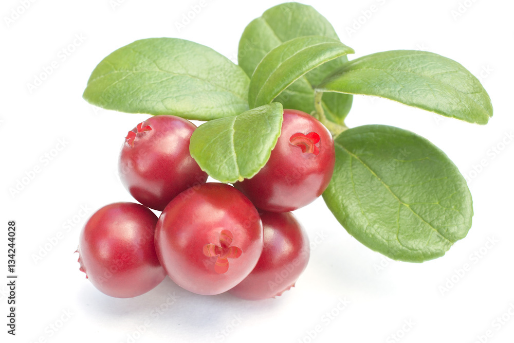 Cowberries - cranberries with leaves on the white background isolated Cowberries - cranberries with leaves on the white background isolated