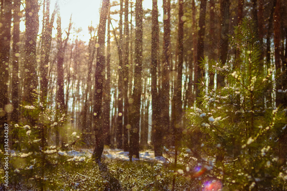 Fototapeta premium forest