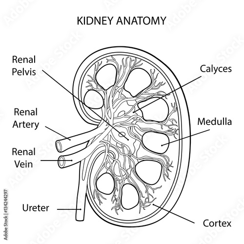 KIDNEY ANATOMY cross section OUTLINE VECTOR