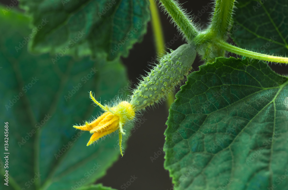 Naklejka premium organic vegetable, growing cucumbers on the field