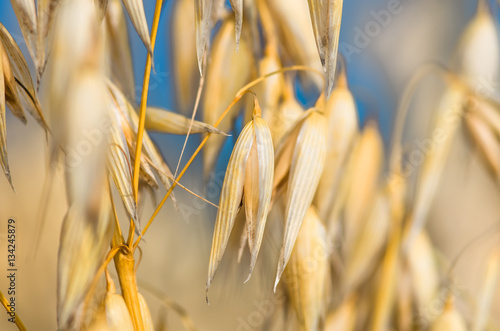 golden ear of oats against the blue sky