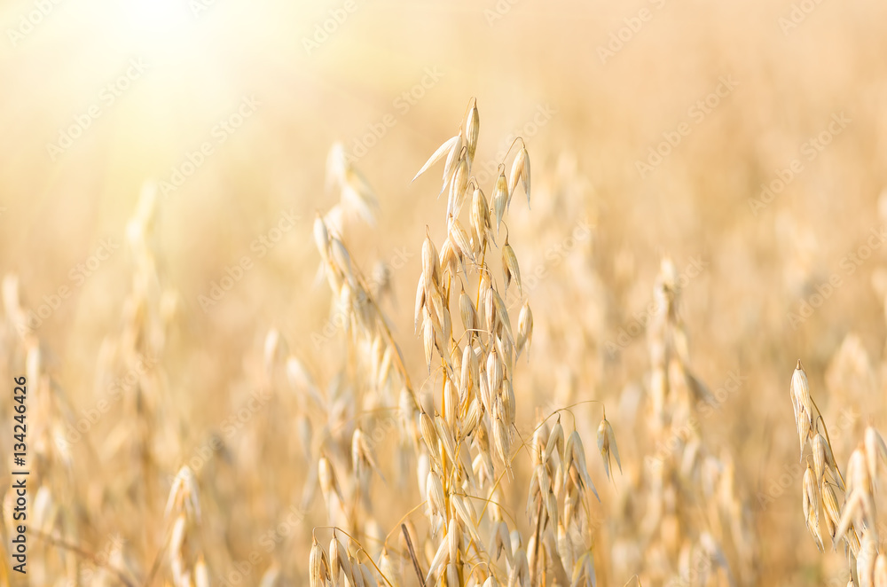 Fototapeta premium organic golden ripe ears of oats in field