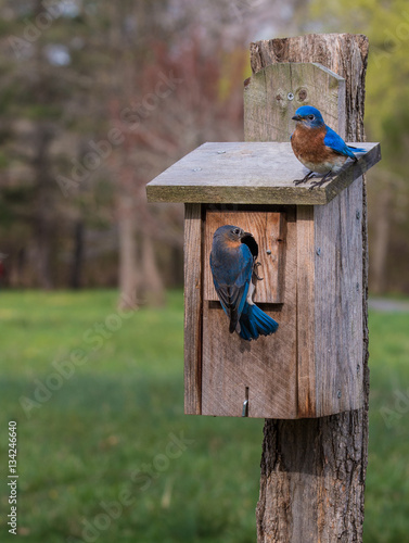 Fototapeta Bluebirds at their birdhouse