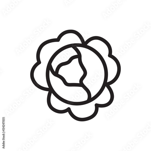 cabbage icon illustration