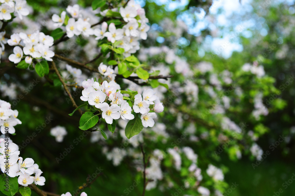 branches of blossoming tree