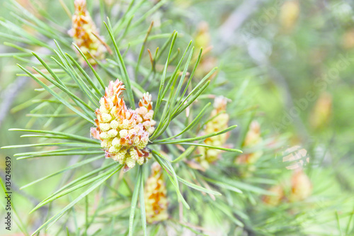 pine branch with cones in spring 