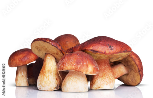 many white mushrooms on white