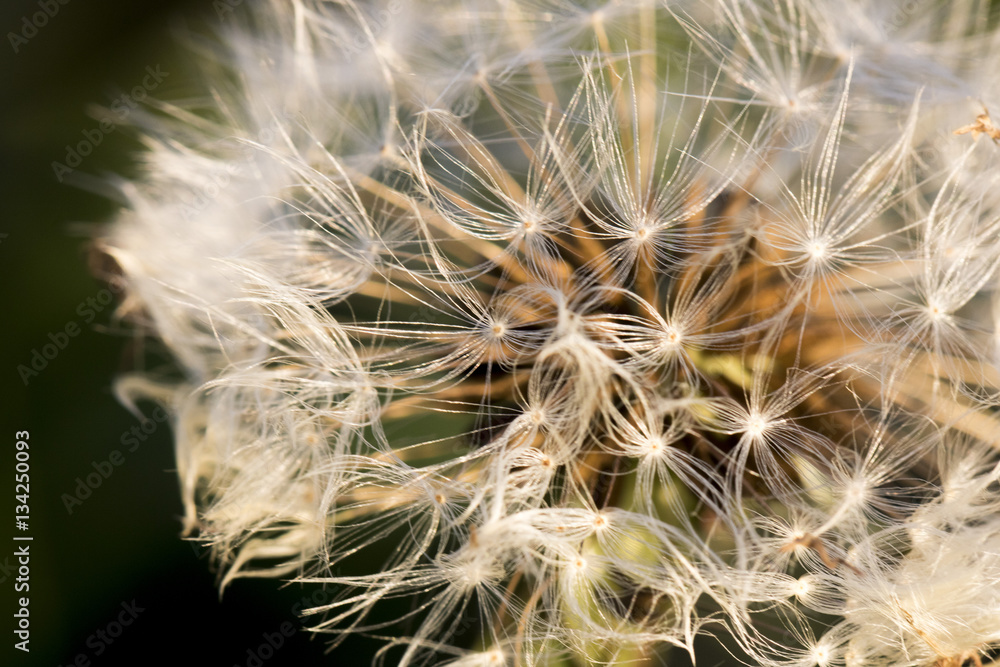 Fototapeta premium fiore