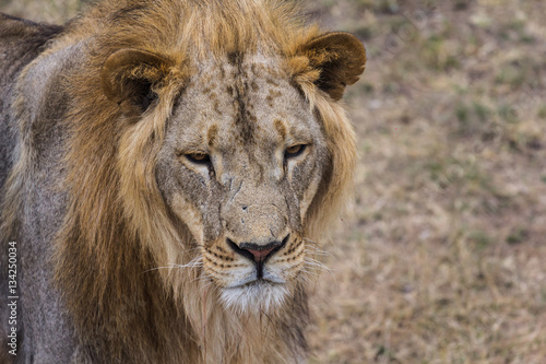Fototapeta Naklejka Na Ścianę i Meble -  Portrait of a Beautiful Lion