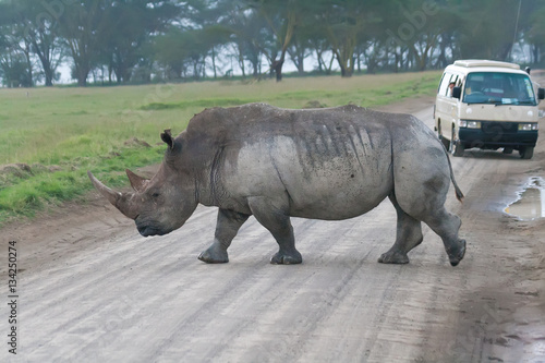 White rhino crossing the road in Lake Nakuru National Park  Kenya
