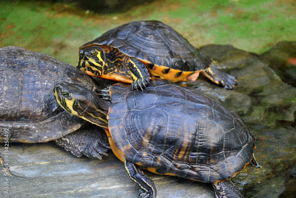 Żółwie wodno-lądowe - Trachemys scripta troostii Żółwie wodno-lądowe - Trachemys scripta troostii