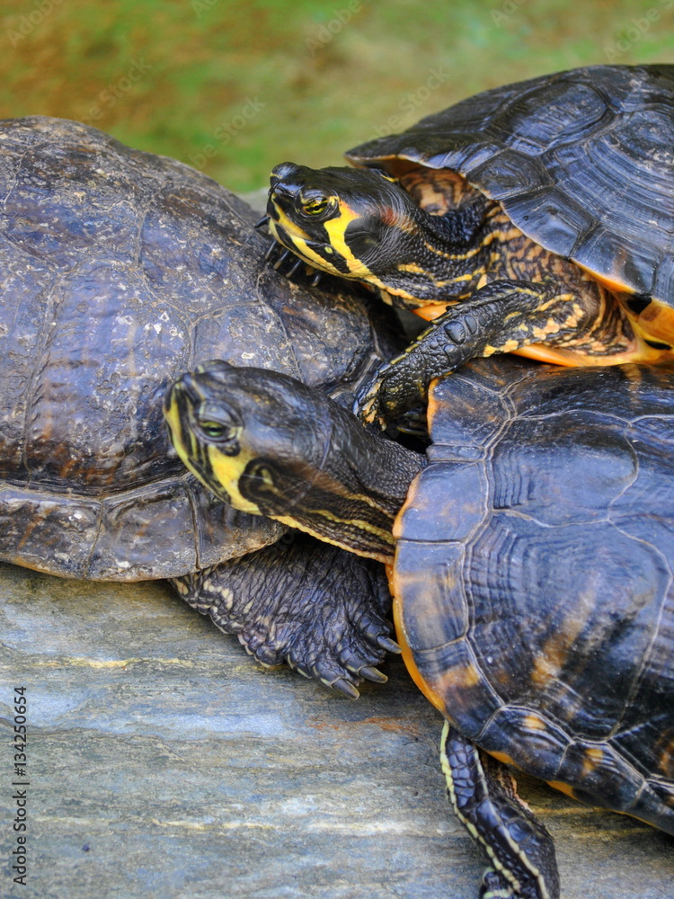 Obraz premium Żółwie wodno-lądowe - Trachemys scripta troostii