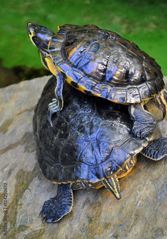 Obraz premium Żółwie wodno-lądowe - Trachemys scripta troostii