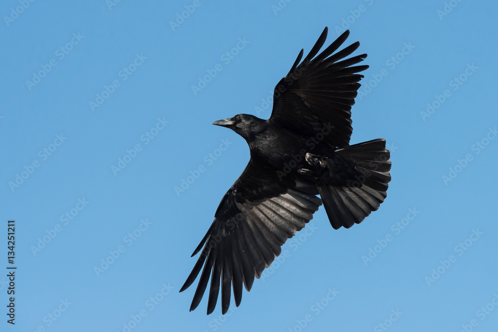 Naklejka premium Carrion Crow, Crow, Corvus Corone