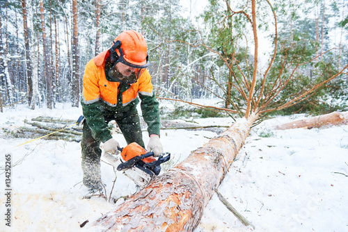Lumberjack cutting tree in snow winter forest