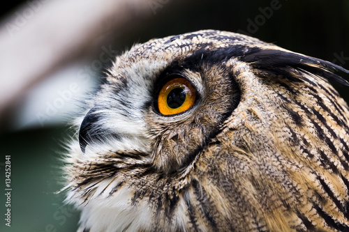Owl in profile © Savory