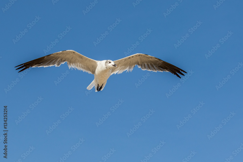 Fototapeta premium seagull flying overhead against a blue sky
