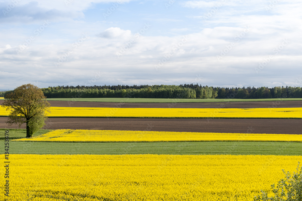 Alternating fields in green, brown and yellow,