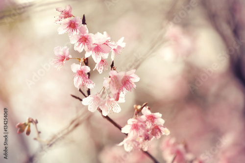 Beautiful Cherry Blossom or Sakura flower,soft focus and retro color toned.