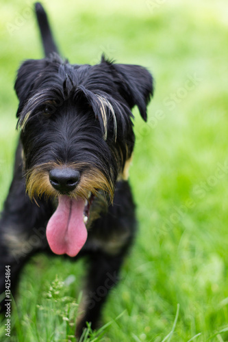 Playful little dog in the park  sunny day 