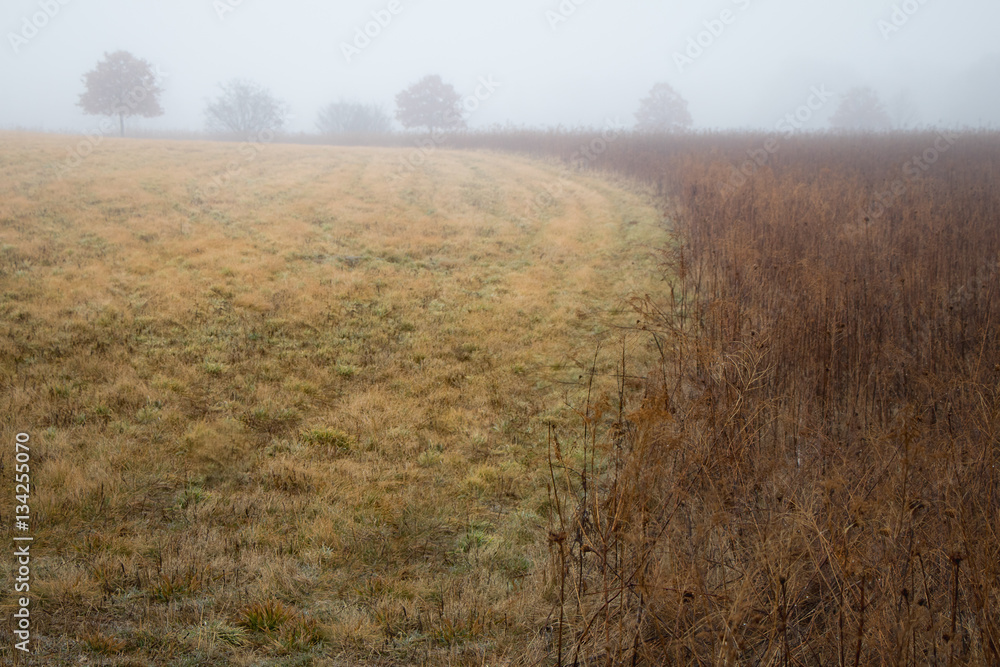 Foggy landscape of a winter meadow with trees on the horizon Foggy landscape of a winter meadow with trees on the horizon
