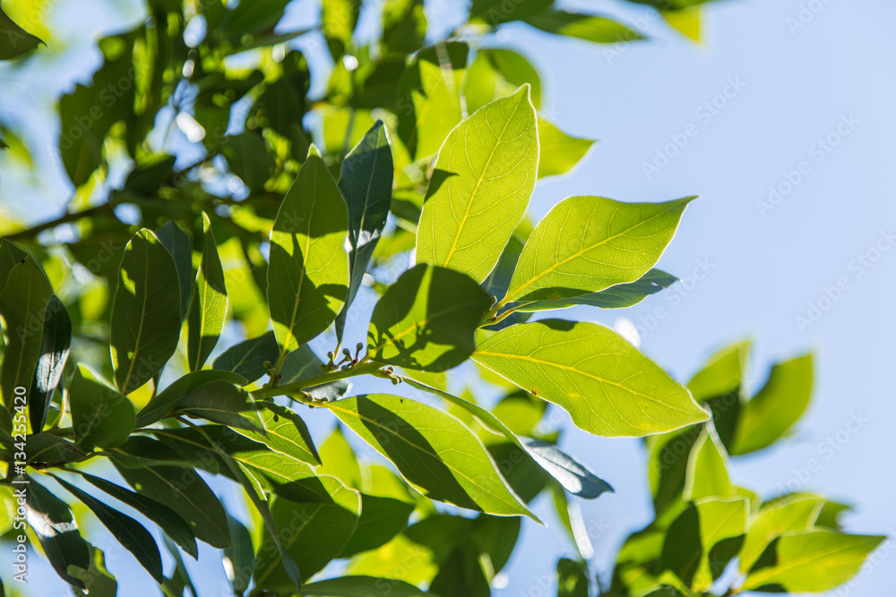 Fototapeta premium Laurel shrub or bay tree.