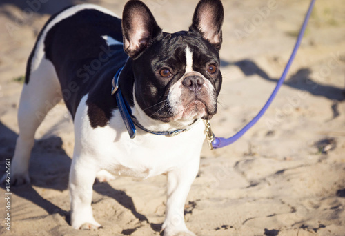 Fototapeta Naklejka Na Ścianę i Meble -  French bulldog on the beach