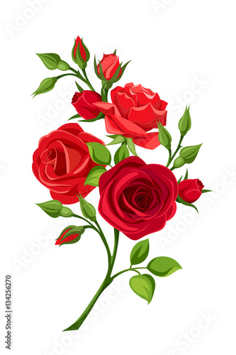 Vector branch of red roses isolated on a white background.