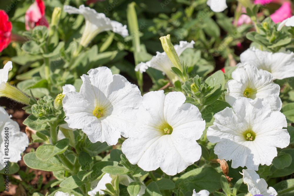group of flower with sunlight from park or garden group of flower with sunlight from park or garden