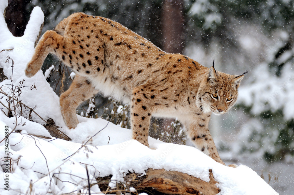 Fototapeta premium Lynx in winter