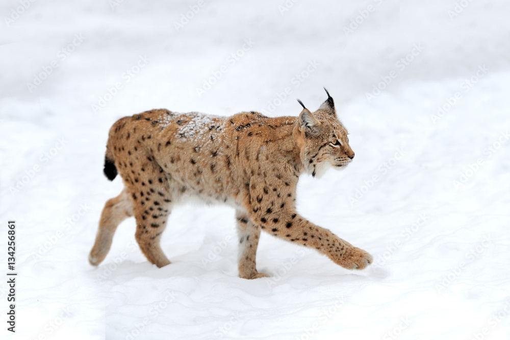 Fototapeta premium Lynx