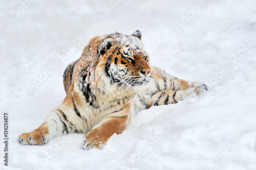 Tiger in winter