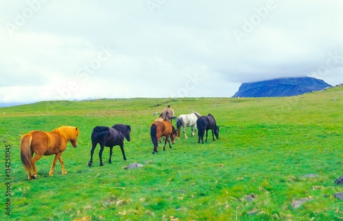 Herde von sechs Islandpferden auf einer Weide direkt am Meer, Island/ Iceland, Europa 