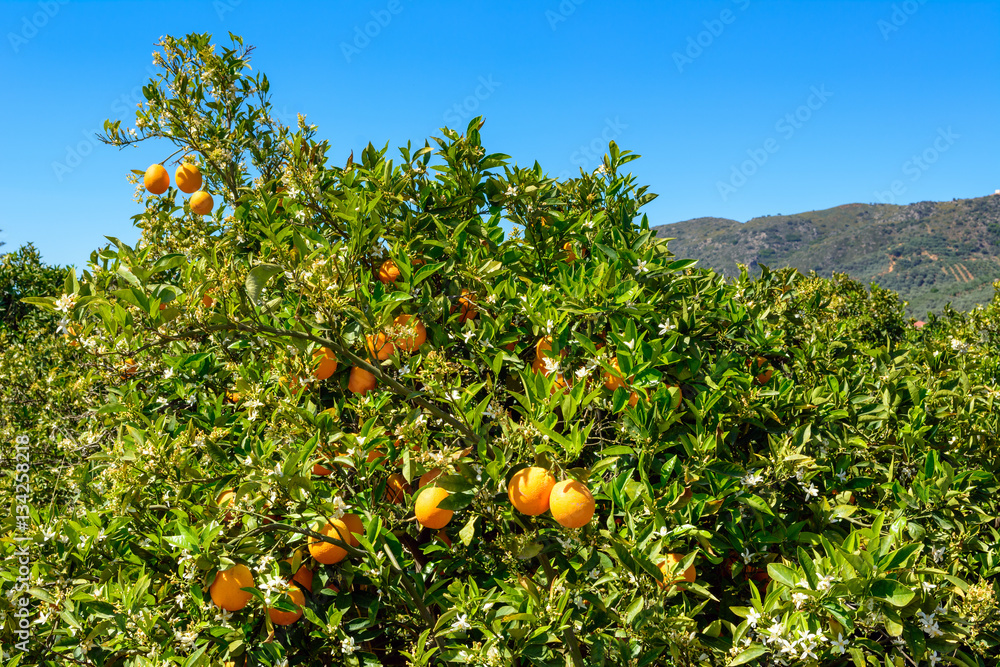 Orange tree with clusters of juicy oranges in spring. Crete. Greece. Orange tree with clusters of juicy oranges in spring. Crete. Greece.
