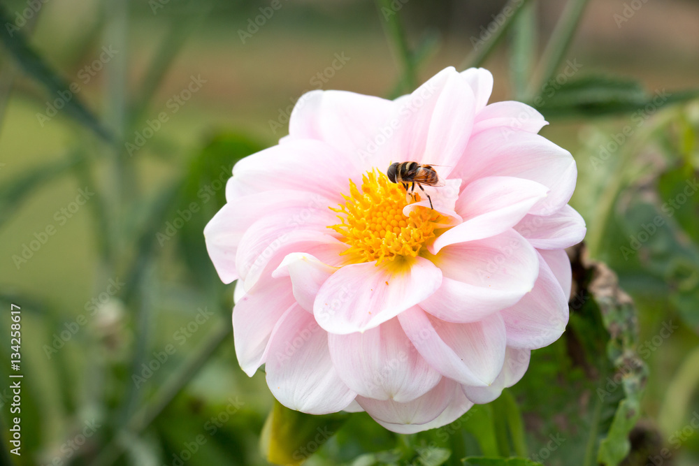 colorful of dahlia and green leaf with sun light, colorful of dahlia and green leaf with sun light,
