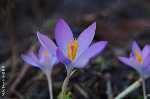 Krokusblüte
