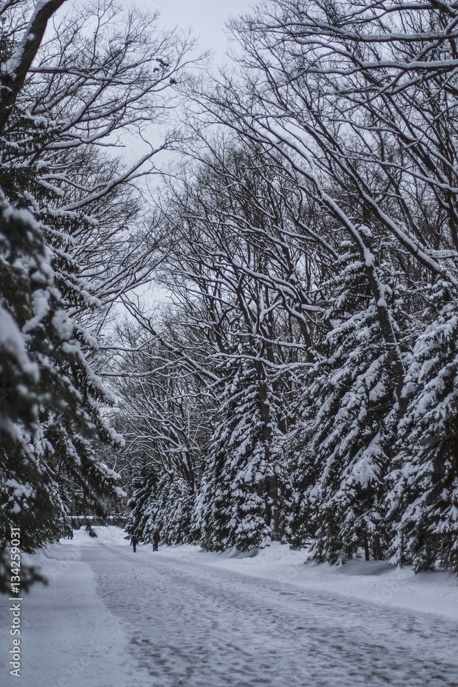 Trees and fir-trees with snow in winter park. Snowstorm in park, winter landscape. White spruces. Trees and fir-trees with snow in winter park. Snowstorm in park, winter landscape. White spruces.