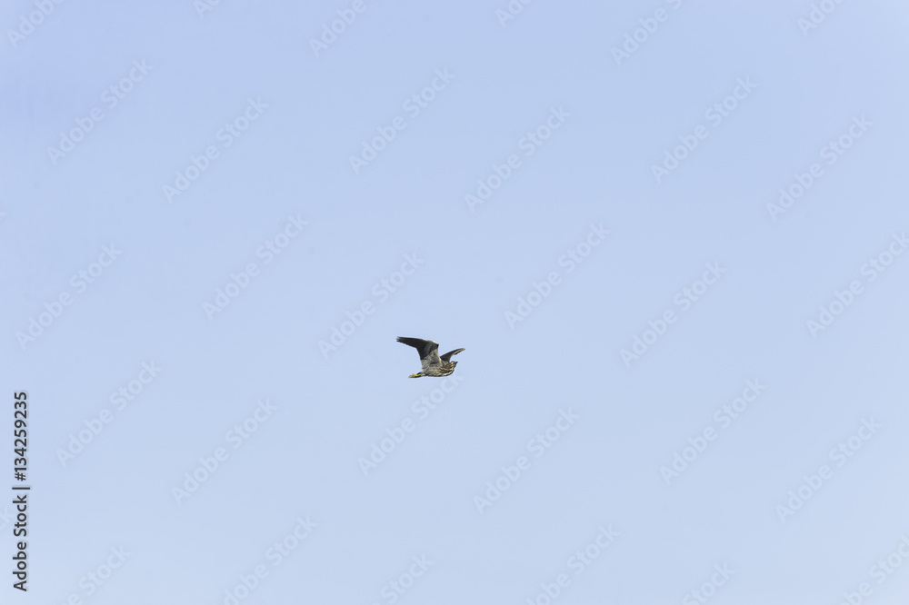 Green Heron wings high