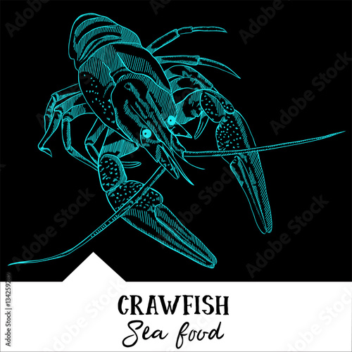 Hand drawn, vector illustration, design for a seafood restaurant menu. The picture shows the crawfish on a black background.
