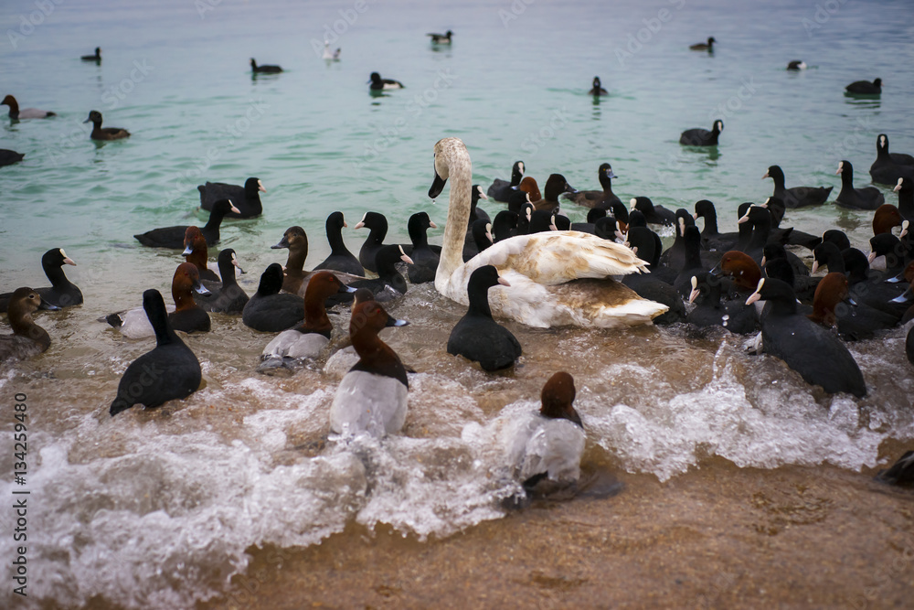 Naklejka premium Зимовка лебедей в бухте горда-курорта - Геленджик. Побережье Черного моря.