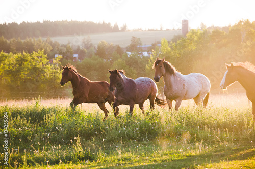 Four horses running in a field, British Columbia, Canada photo