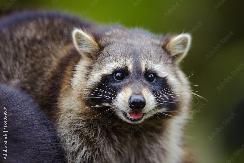 Raccoon Raccoon