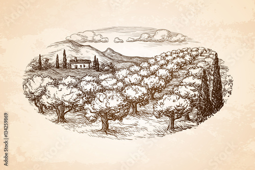 Hand drawn olive grove landscape. 