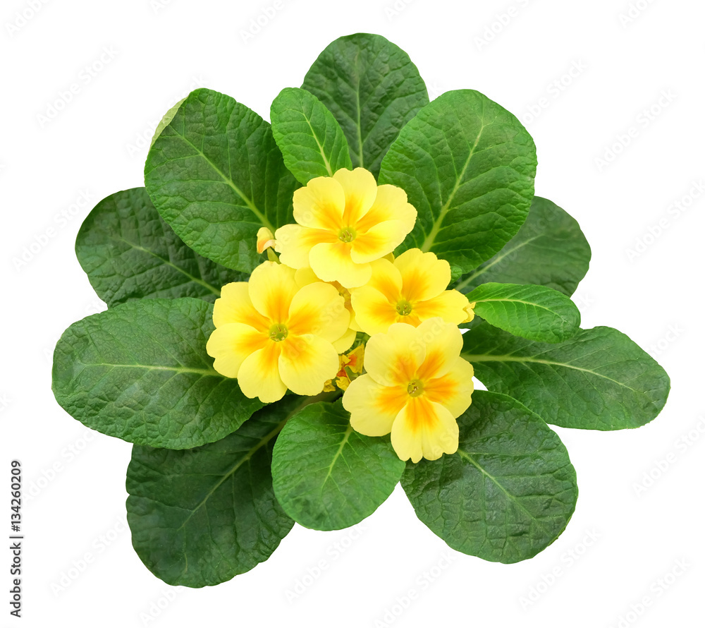 Naklejka premium Purple primrose isolated on white background photo.