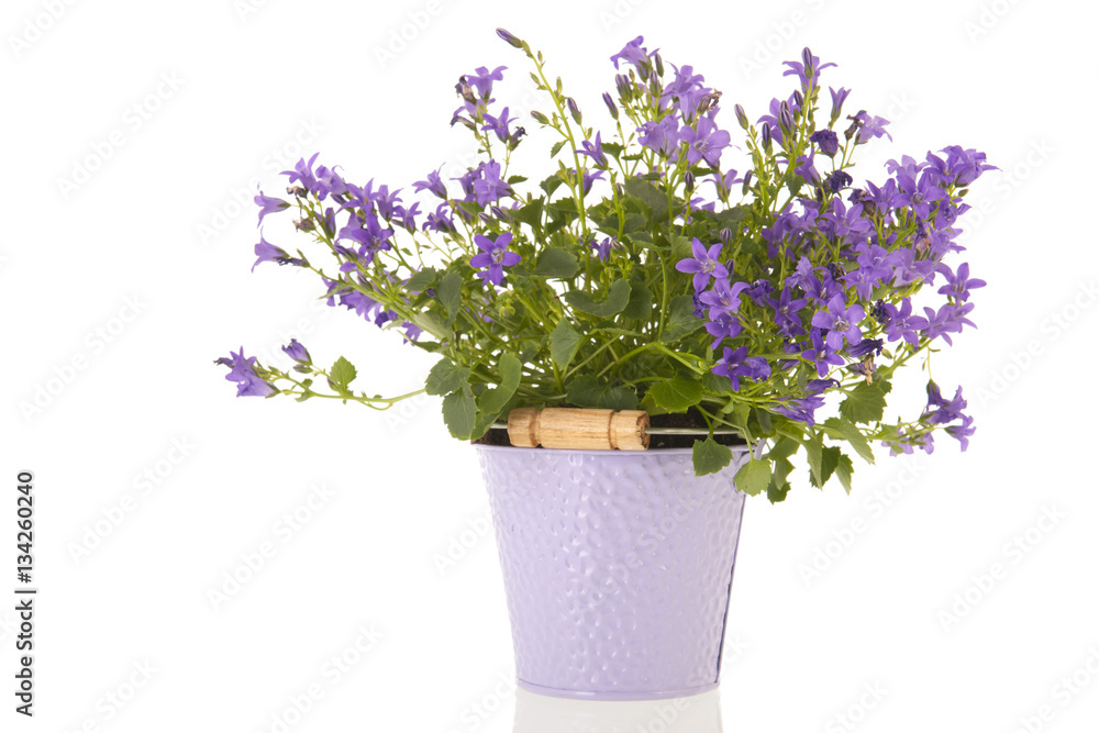 Campanula in flower pot Campanula in flower pot